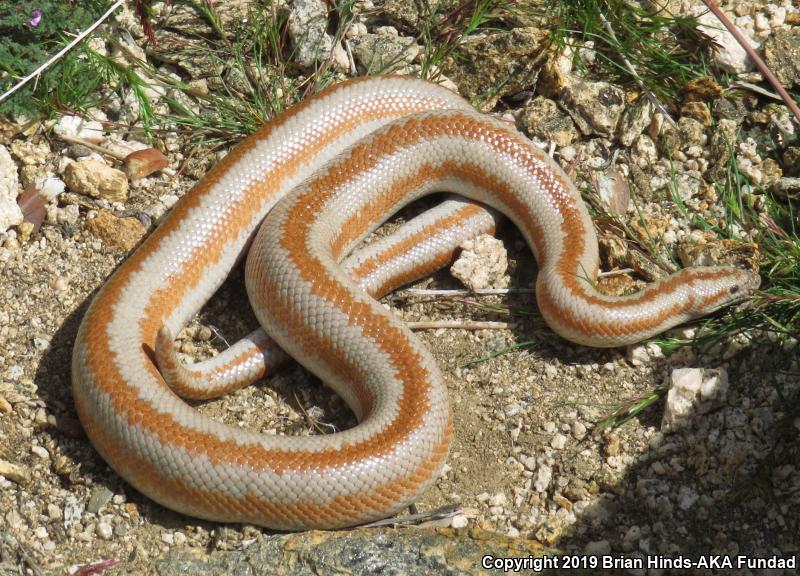 Desert Rosy Boa (Lichanura trivirgata gracia)