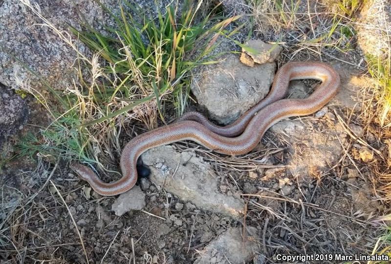 Desert Rosy Boa (Lichanura trivirgata gracia)