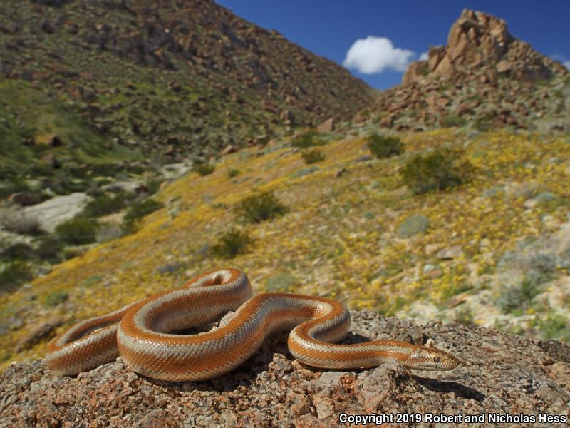 Desert Rosy Boa (Lichanura trivirgata gracia)