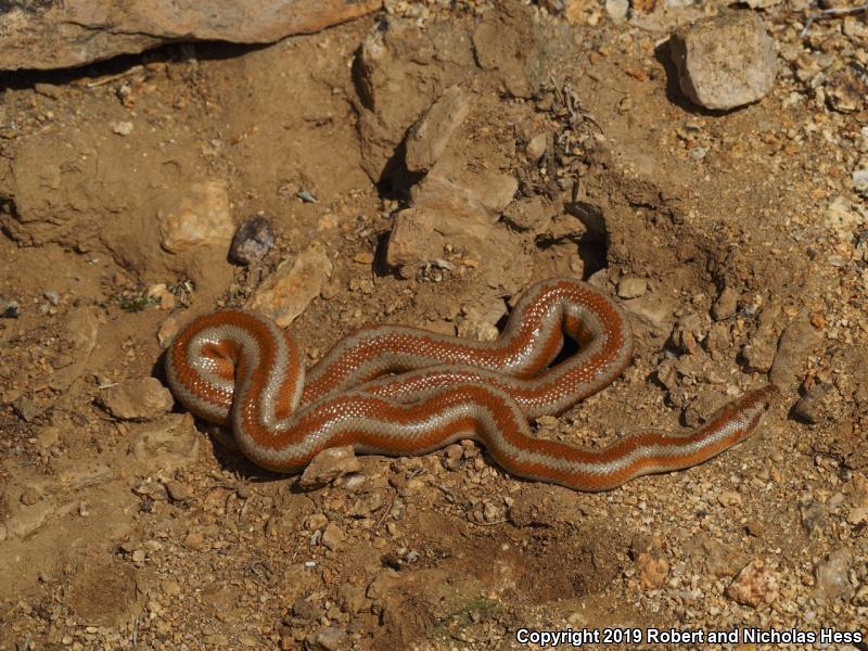 Desert Rosy Boa (Lichanura trivirgata gracia)