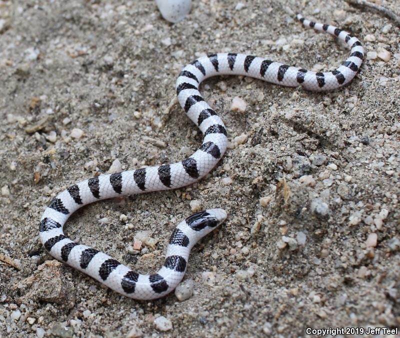 Mojave Shovel-nosed Snake (Chionactis occipitalis occipitalis)