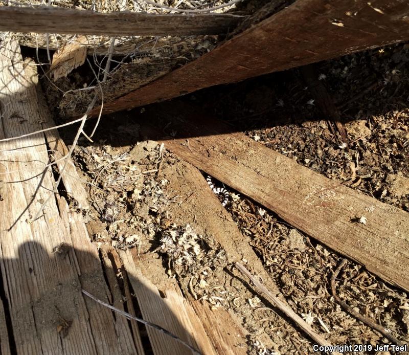 Mojave Shovel-nosed Snake (Chionactis occipitalis occipitalis)