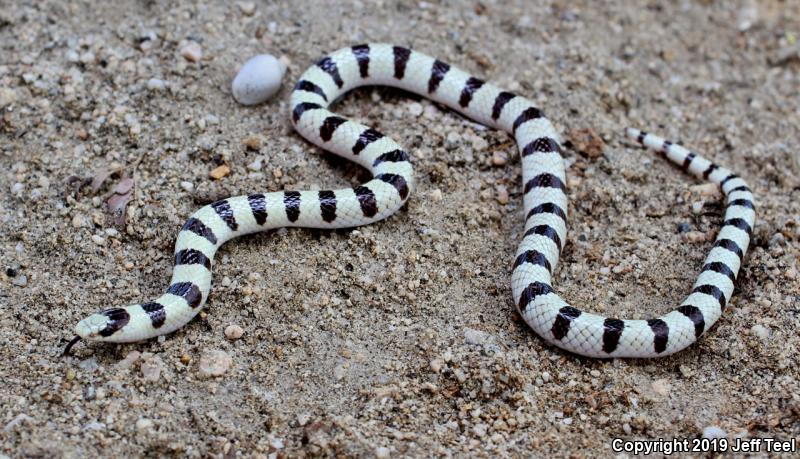 Mojave Shovel-nosed Snake (Chionactis occipitalis occipitalis)