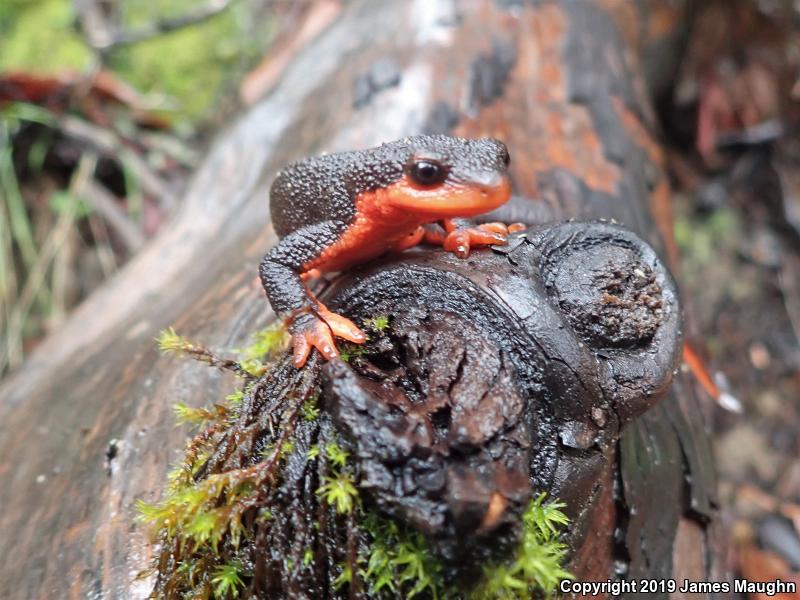 Red-bellied Newt (Taricha rivularis)