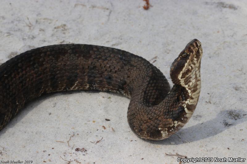 Florida Cottonmouth (Agkistrodon piscivorus conanti)