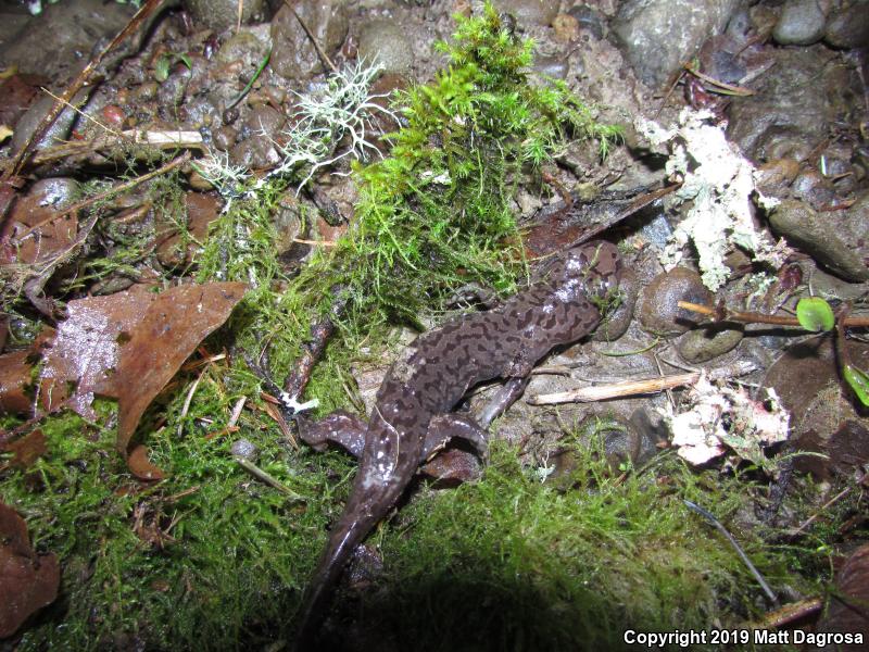 Coastal Giant Salamander (Dicamptodon tenebrosus)