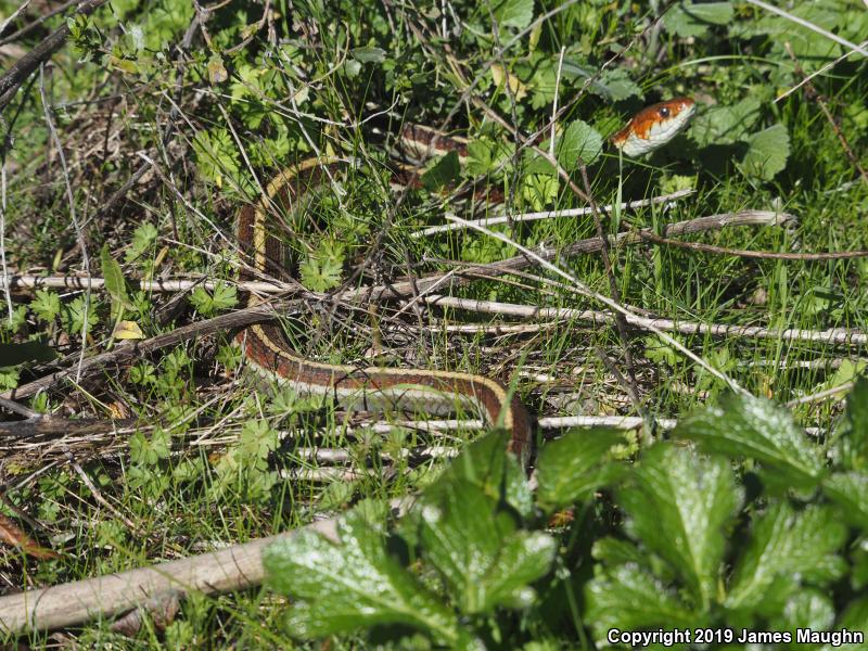 California Red-sided Gartersnake (Thamnophis sirtalis infernalis)