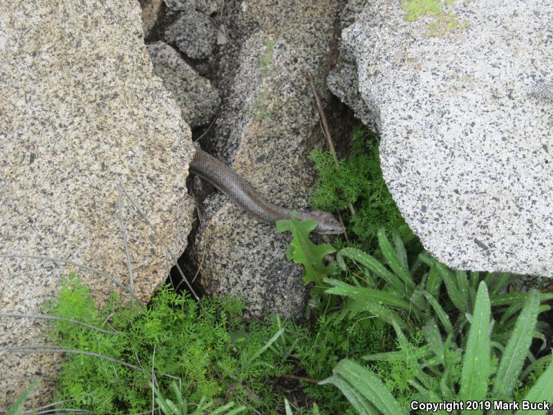 Coastal Rosy Boa (Lichanura trivirgata roseofusca)