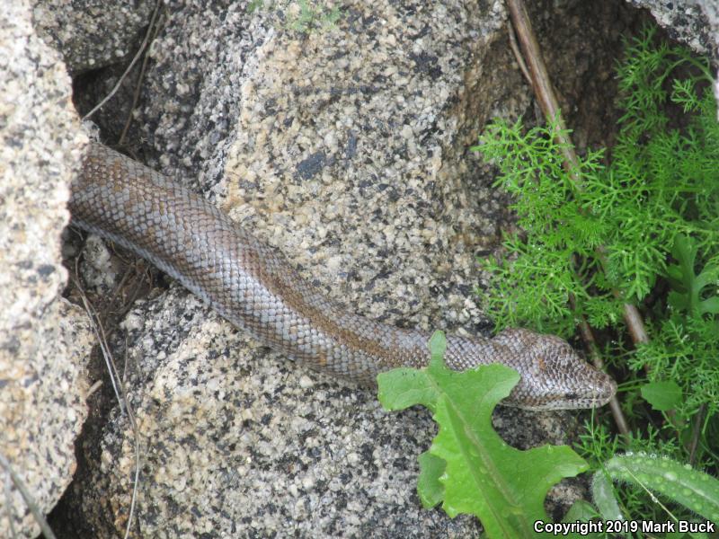 Coastal Rosy Boa (Lichanura trivirgata roseofusca)