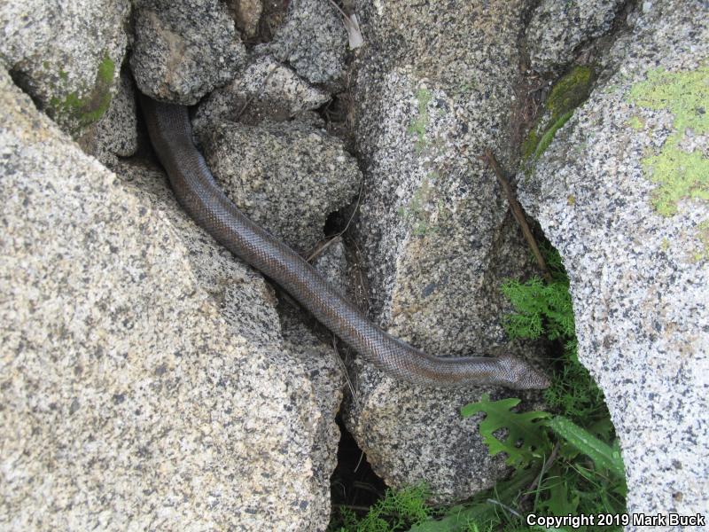 Coastal Rosy Boa (Lichanura trivirgata roseofusca)