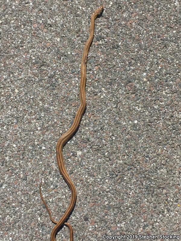 Yellow Ratsnake (Pantherophis obsoletus quadrivittatus)