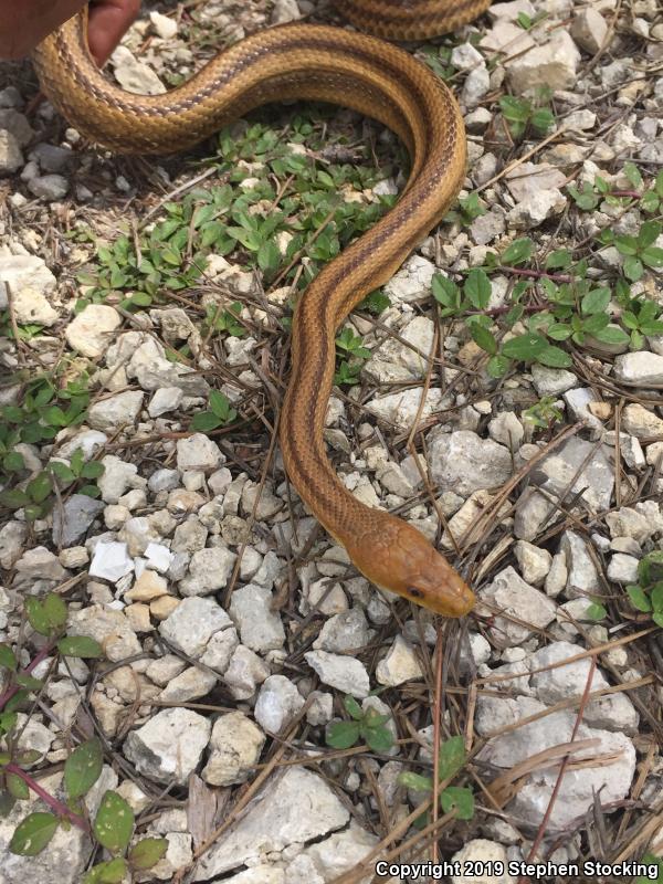 Yellow Ratsnake (Pantherophis obsoletus quadrivittatus)