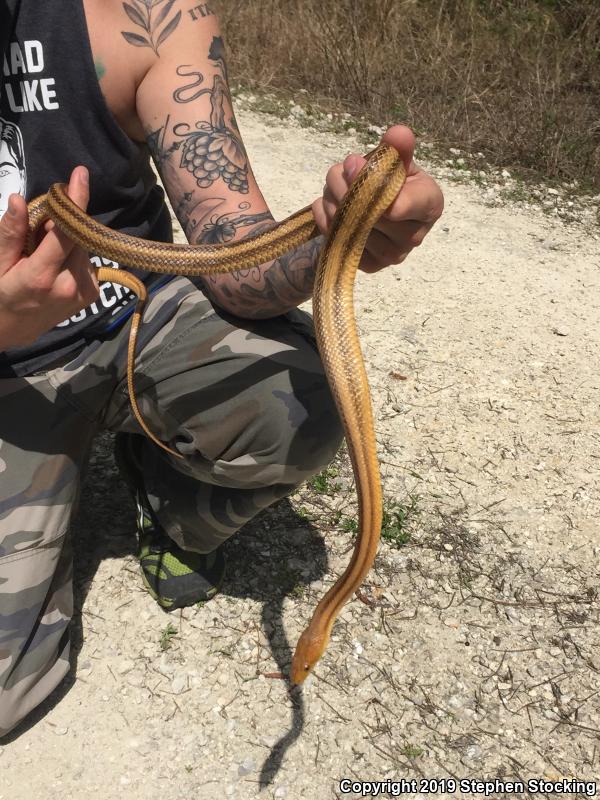 Yellow Ratsnake (Pantherophis obsoletus quadrivittatus)