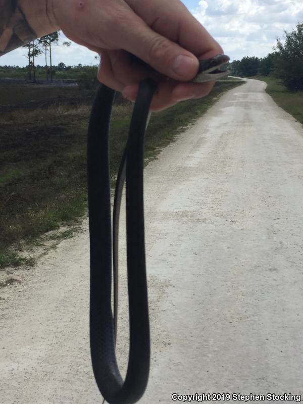 Southern Black Racer (Coluber constrictor priapus)