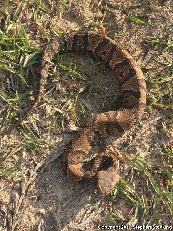 Florida Cottonmouth (Agkistrodon piscivorus conanti)