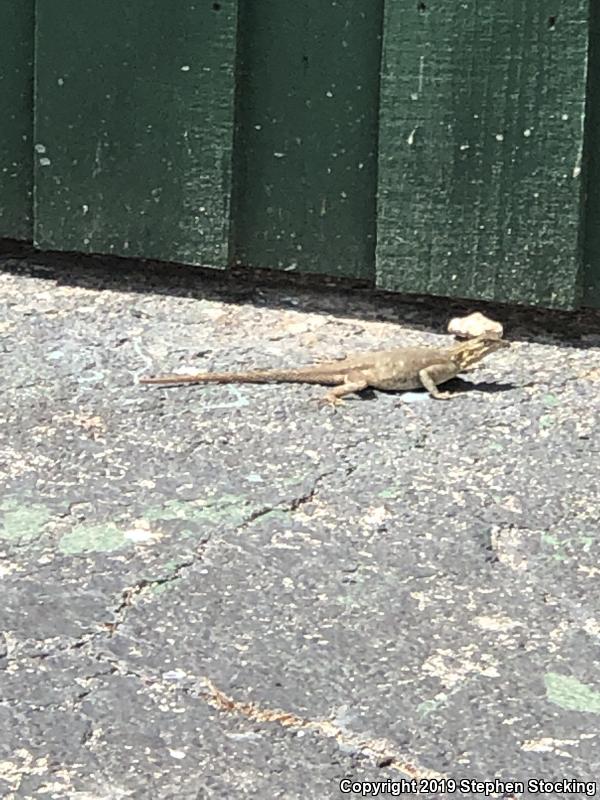 West African Rainbow Lizard (Agama agama africana)