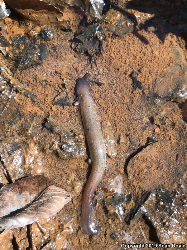 Dwarf Waterdog (Necturus punctatus)