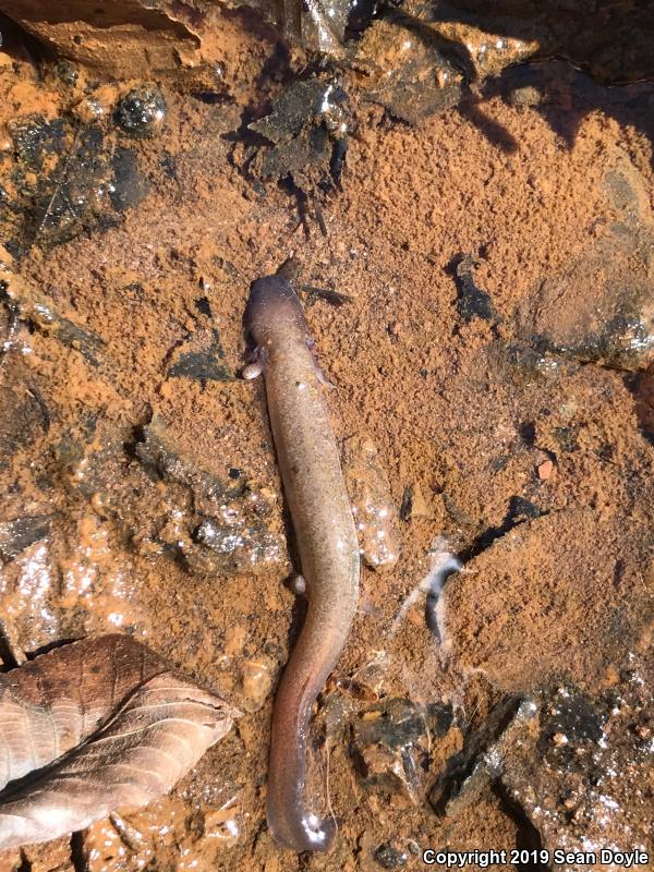 Dwarf Waterdog (Necturus punctatus)