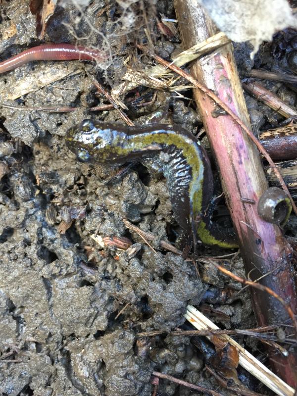 Western Long-toed Salamander (Ambystoma macrodactylum macrodactylum)