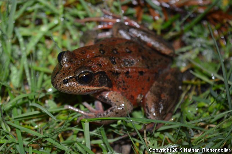 Northern Red-legged Frog (Rana aurora)