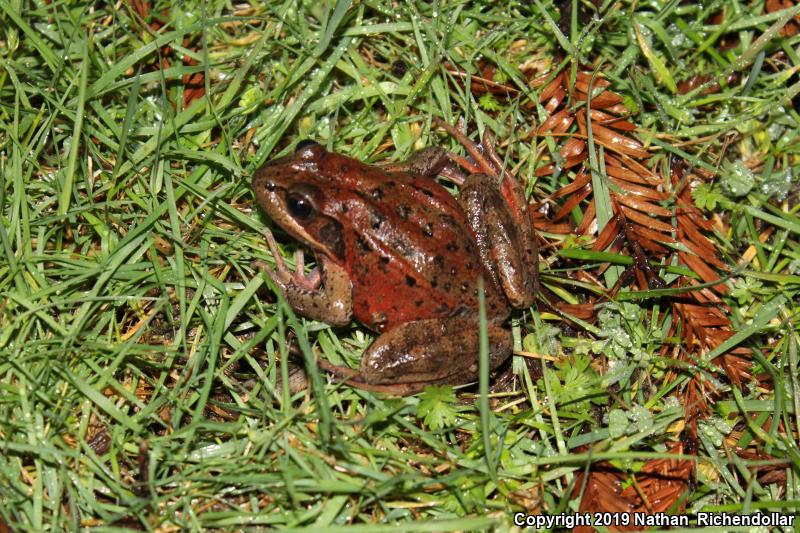 Northern Red-legged Frog (Rana aurora)