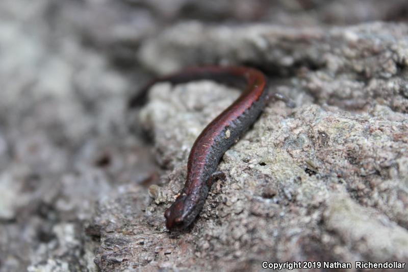 Santa Lucia Mountains Slender Salamander (Batrachoseps luciae)