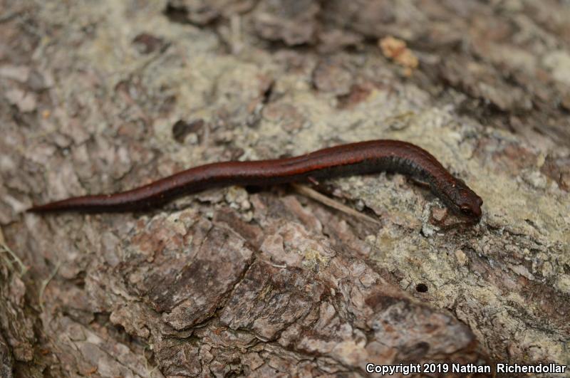 Santa Lucia Mountains Slender Salamander (Batrachoseps luciae)