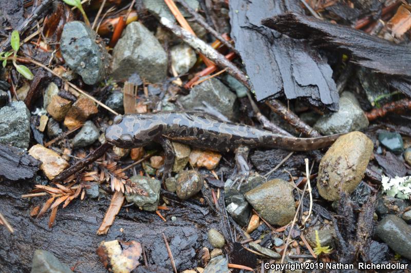 Coastal Giant Salamander (Dicamptodon tenebrosus)