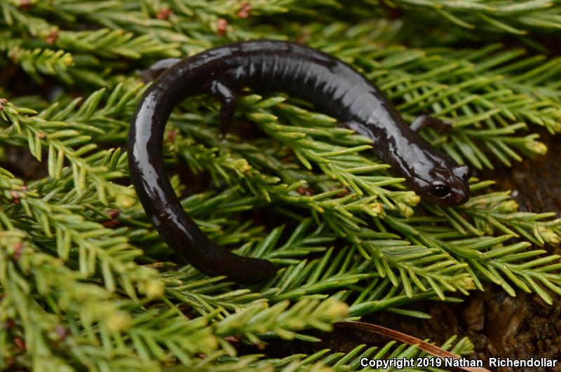 Del Norte Salamander (Plethodon elongatus)