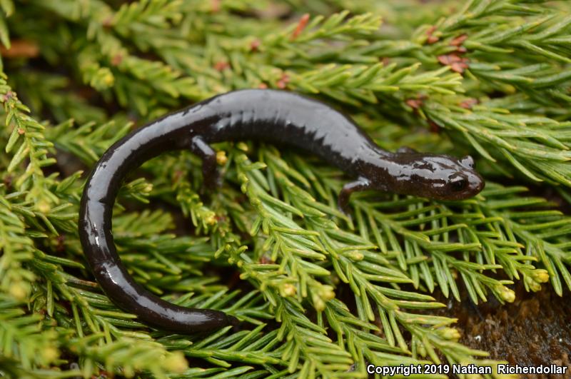 Del Norte Salamander (Plethodon elongatus)