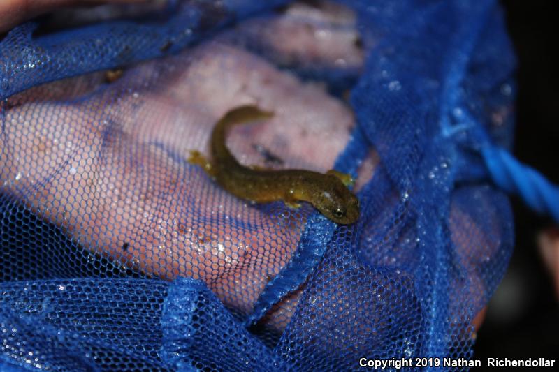 Southern Torrent Salamander (Rhyacotriton variegatus)