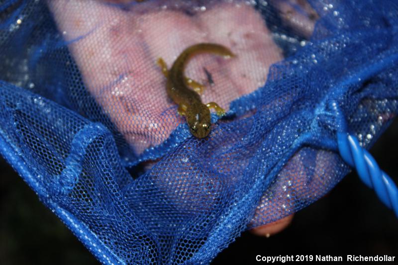 Southern Torrent Salamander (Rhyacotriton variegatus)