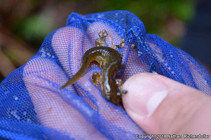 Southern Torrent Salamander (Rhyacotriton variegatus)