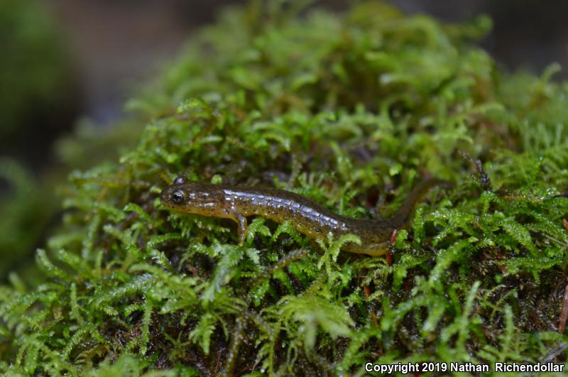 Southern Torrent Salamander (Rhyacotriton variegatus)