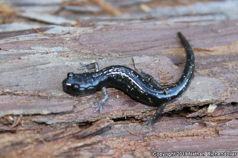 Speckled Black Salamander (Aneides flavipunctatus flavipunctatus)