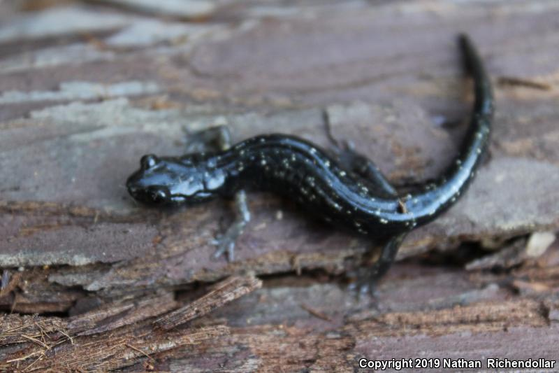 Speckled Black Salamander (Aneides flavipunctatus flavipunctatus)