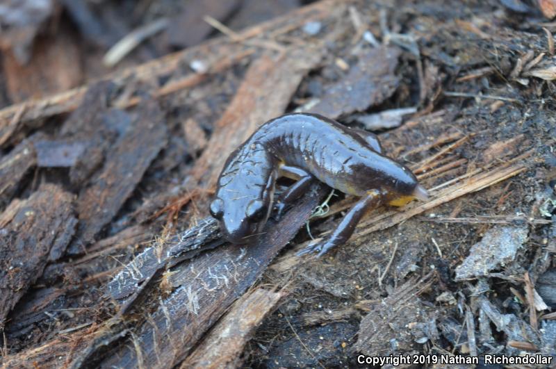 Oregon Ensatina (Ensatina eschscholtzii oregonensis)