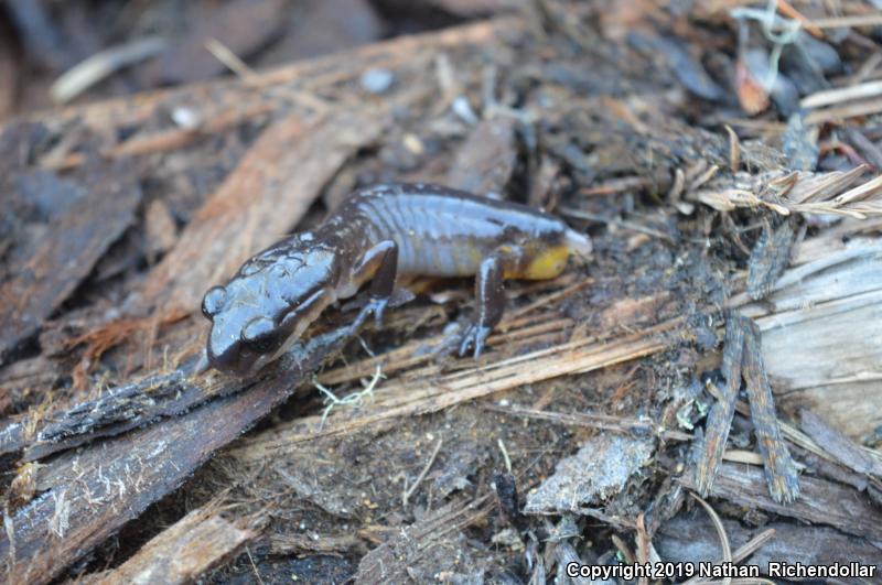 Oregon Ensatina (Ensatina eschscholtzii oregonensis)