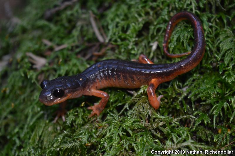 Oregon Ensatina (Ensatina eschscholtzii oregonensis)