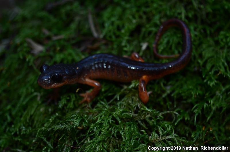 Oregon Ensatina (Ensatina eschscholtzii oregonensis)