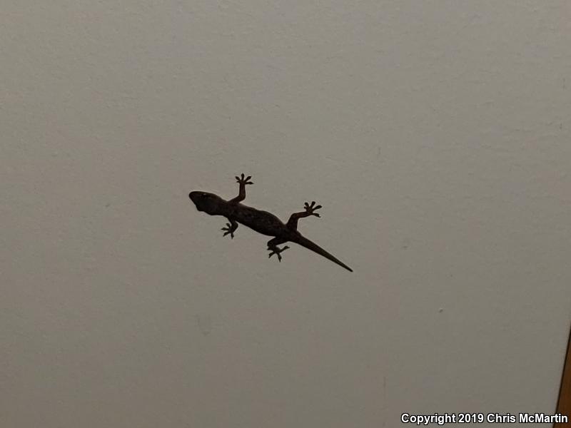 Common House Gecko (Hemidactylus frenatus)