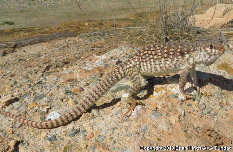 Northern Desert Iguana (Dipsosaurus dorsalis dorsalis)