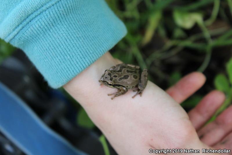 Northern Pacific Treefrog (Pseudacris regilla)