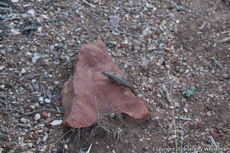 Northern Sagebrush Lizard (Sceloporus graciosus graciosus)