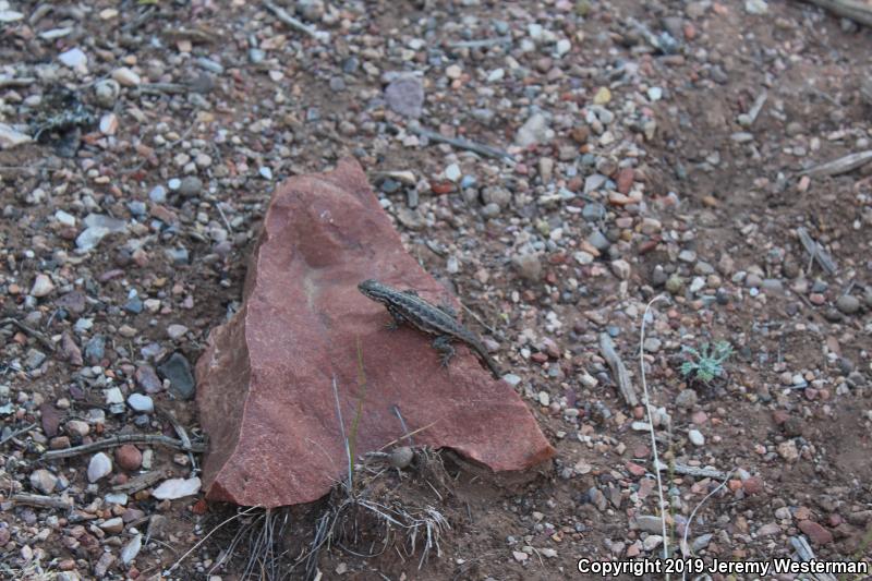 Northern Sagebrush Lizard (Sceloporus graciosus graciosus)
