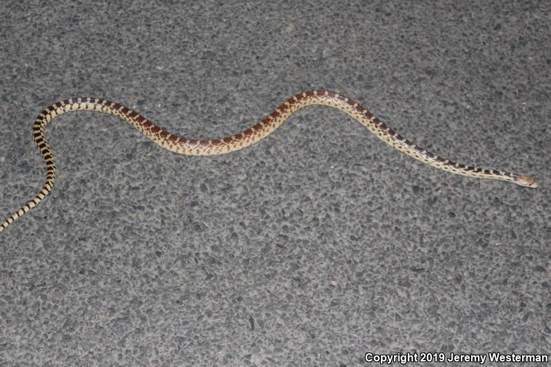 Great Basin Gopher Snake (Pituophis catenifer deserticola)