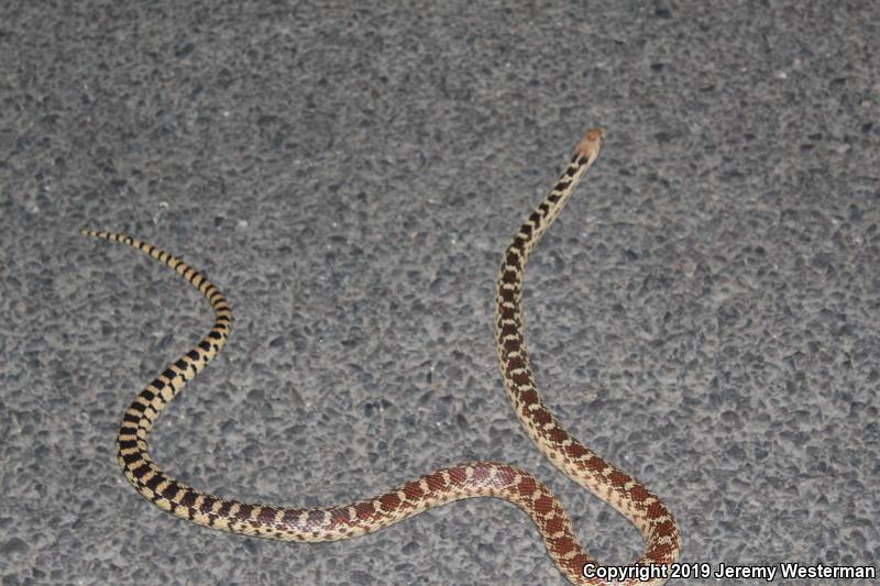 Great Basin Gopher Snake (Pituophis catenifer deserticola)