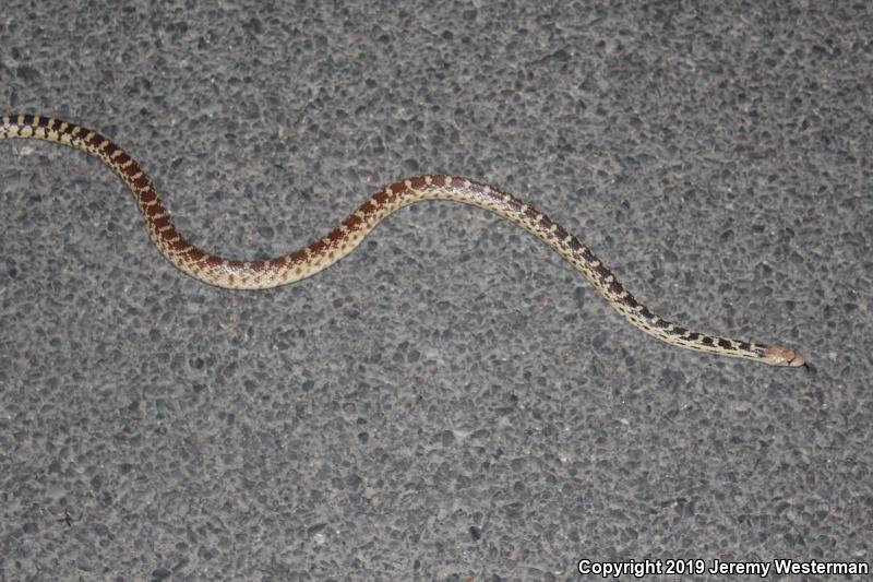 Great Basin Gopher Snake (Pituophis catenifer deserticola)