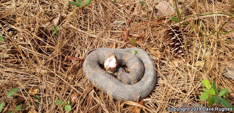 Eastern Cottonmouth (Agkistrodon piscivorus piscivorus)