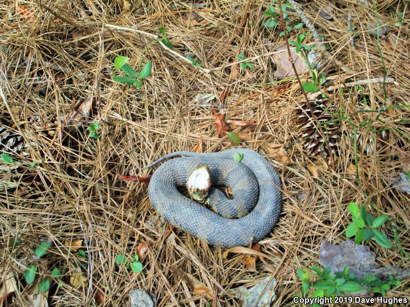 Eastern Cottonmouth (Agkistrodon piscivorus piscivorus)